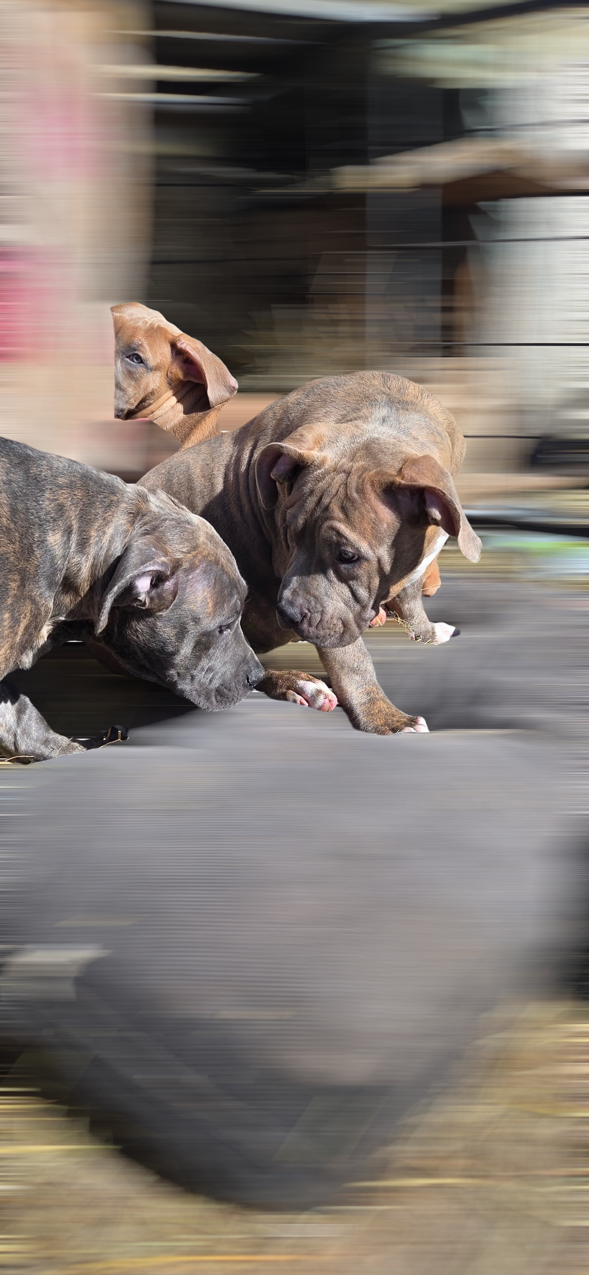 Photo de ALIAS Taïwan Colossal BullDozeur LMI 