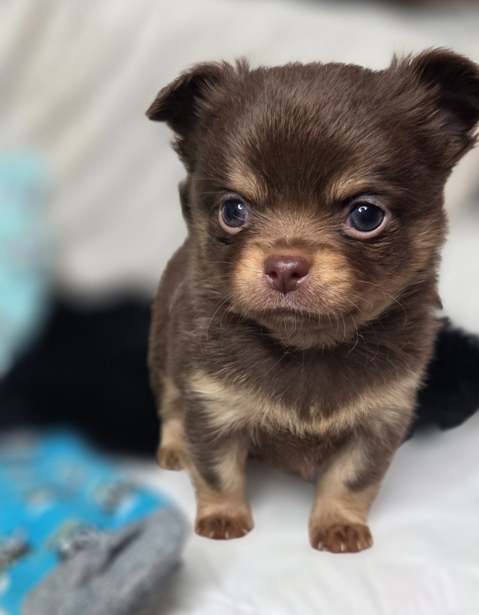 Photo de Apex Légende