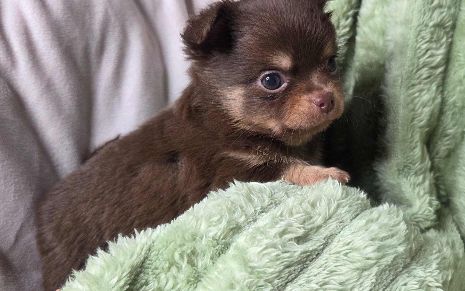 Photo de Apex Légende