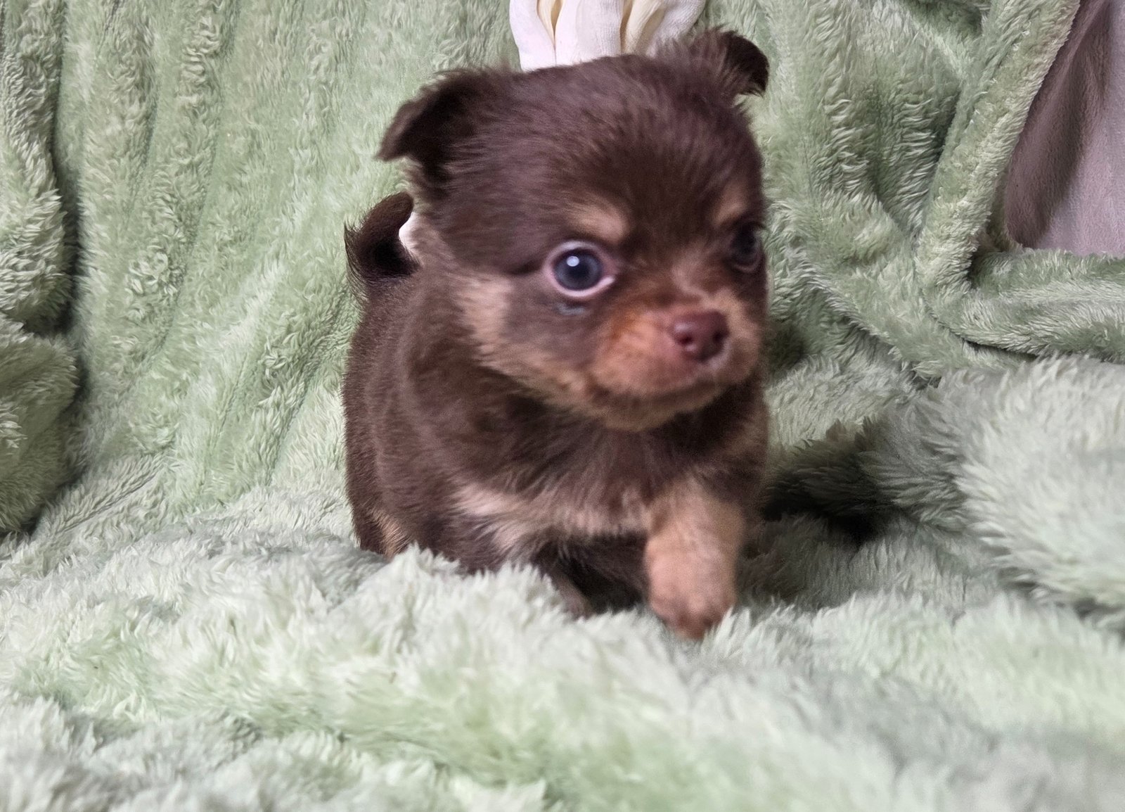 Photo de Apex Légende