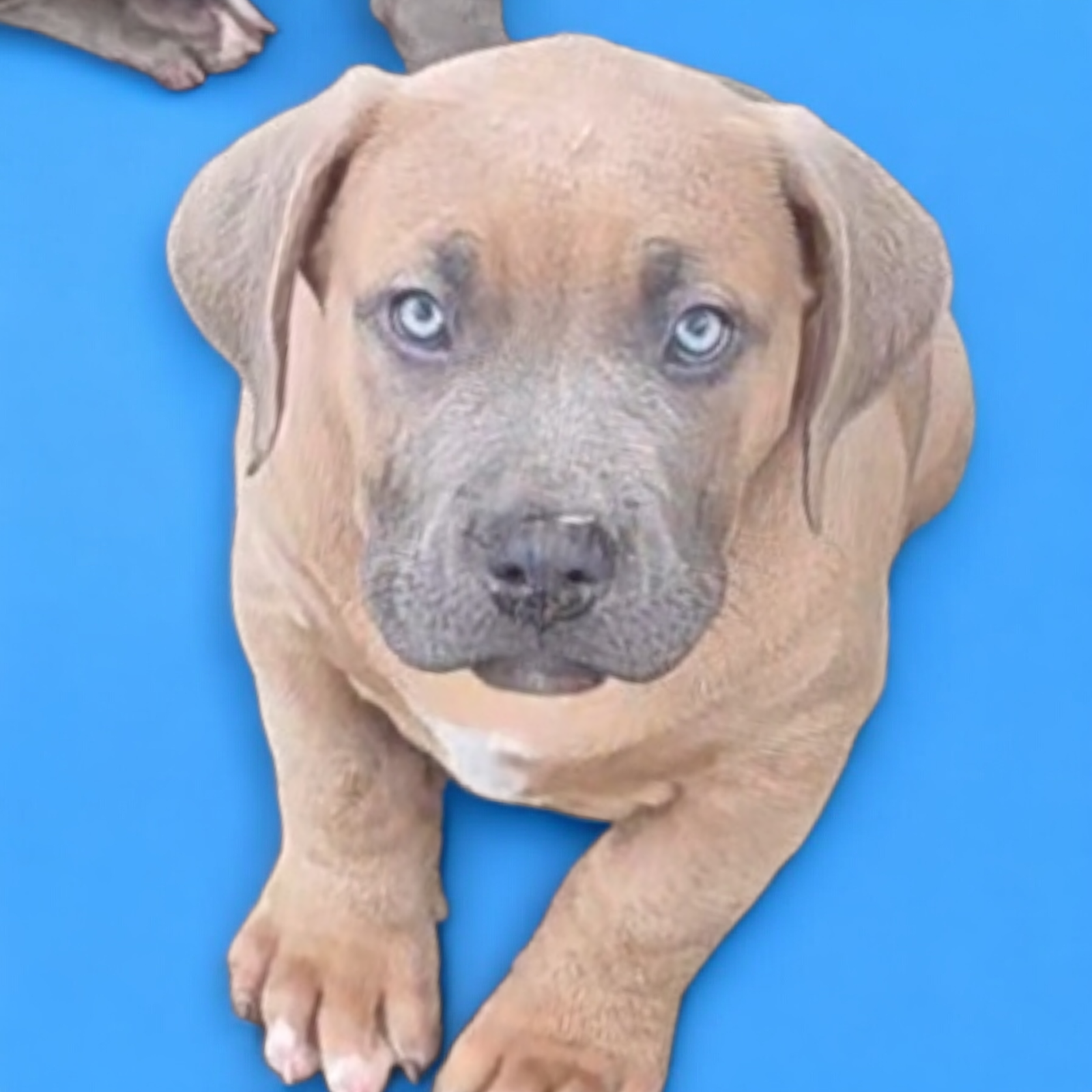 Photo de ALIAS BOTOX