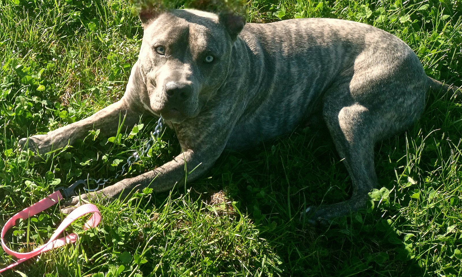 Photo de VORTEX De La Meute Impériale