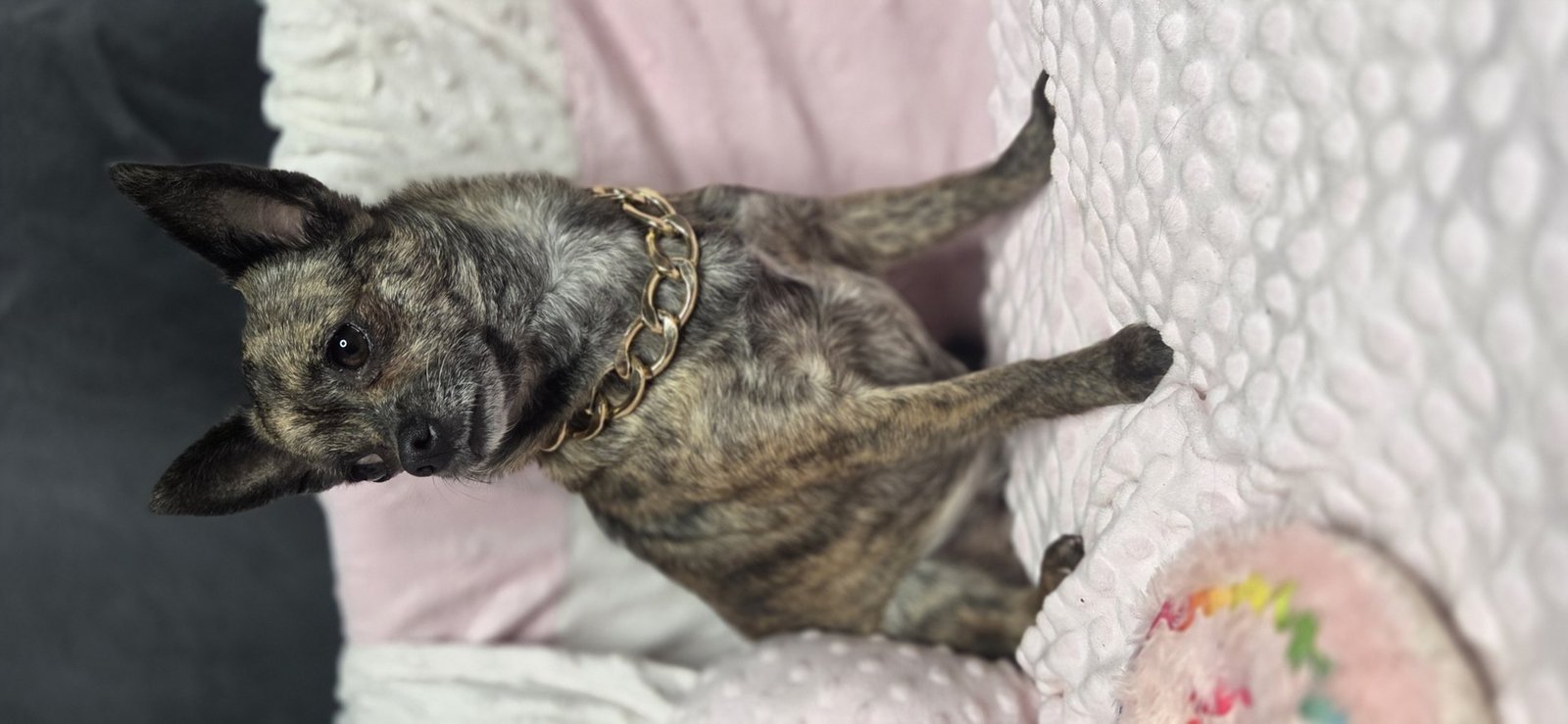 Photo de Desty De La Meute Impériale