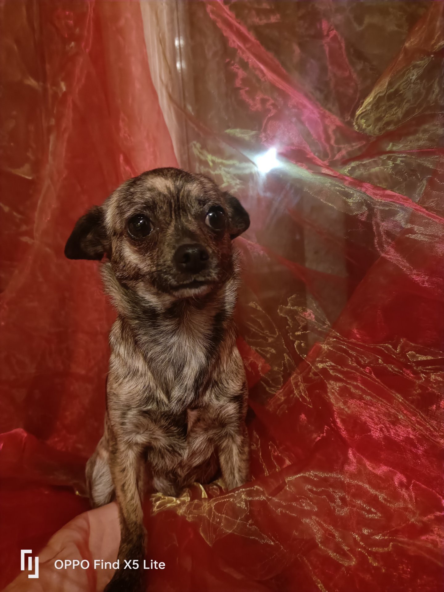 Photo de Desty De La Meute Impériale