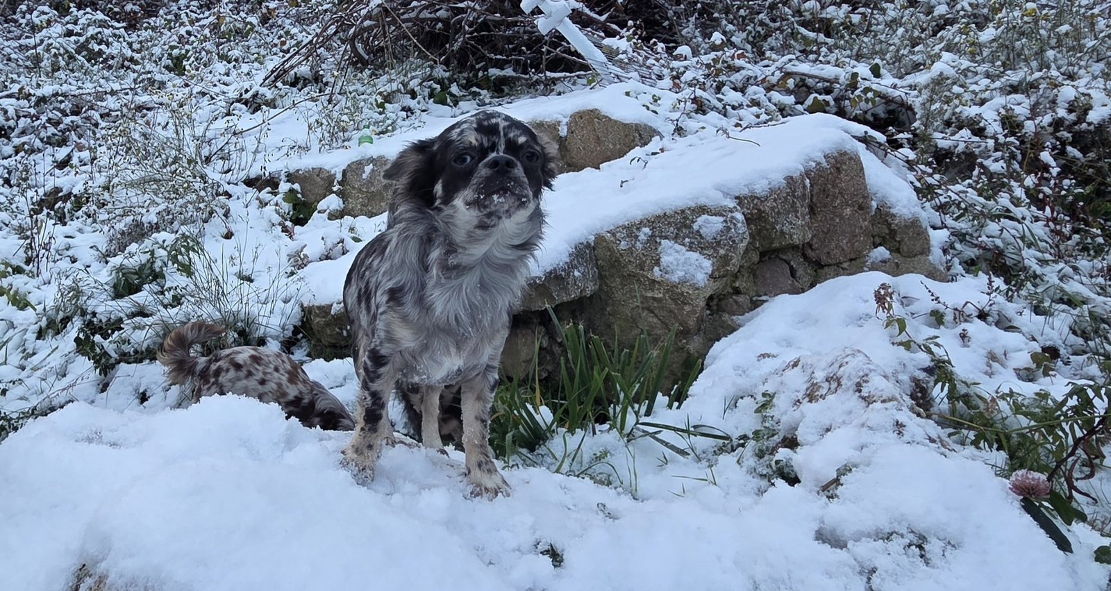 Photo de Chakra De La Meute Impériale