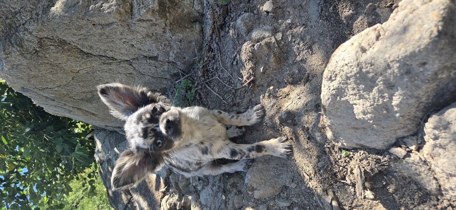 Photo de Chakra De La Meute Impériale