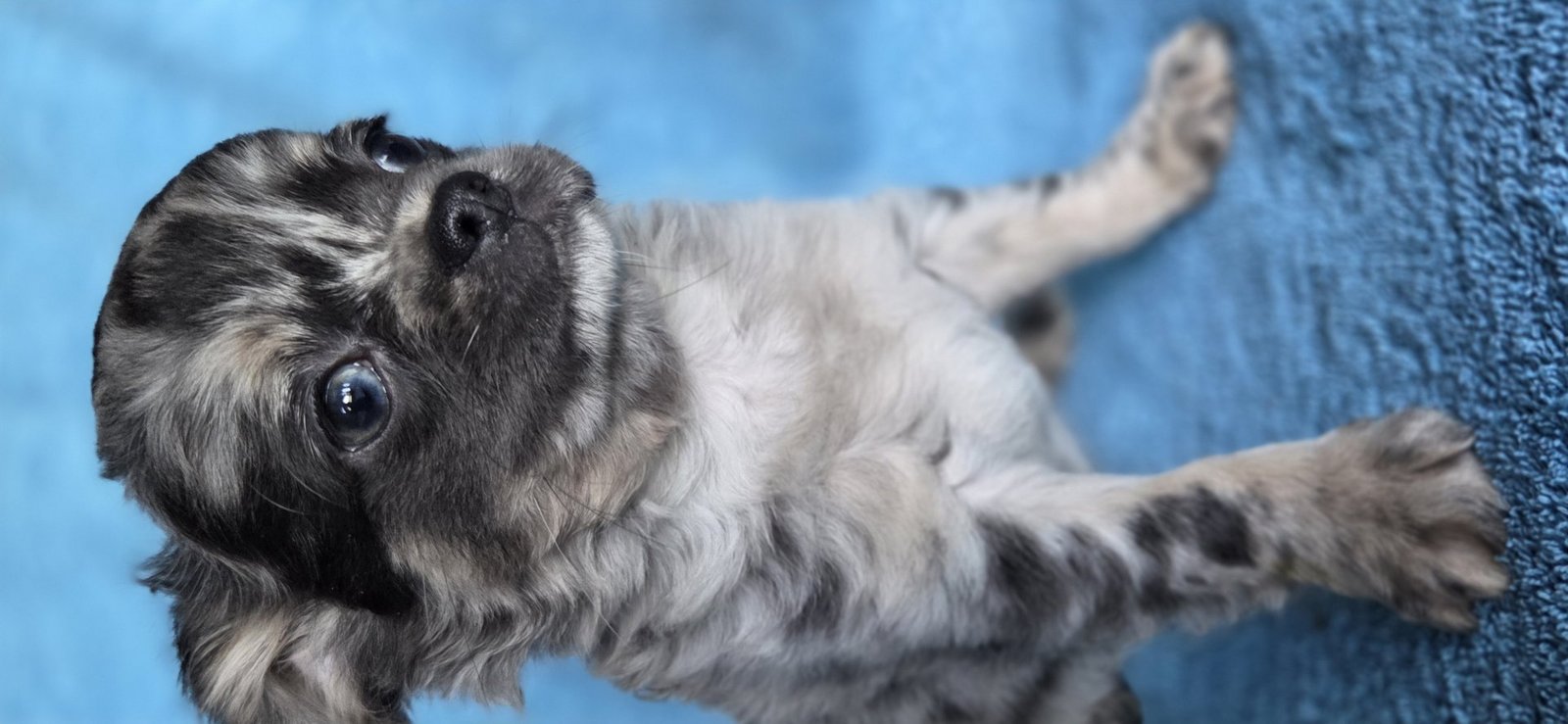 Photo de Chakra De La Meute Impériale
