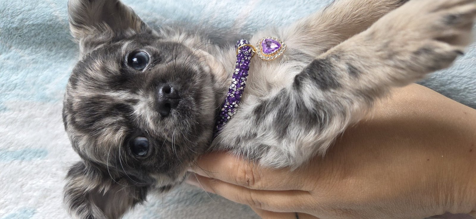 Photo de Chakra De La Meute Impériale