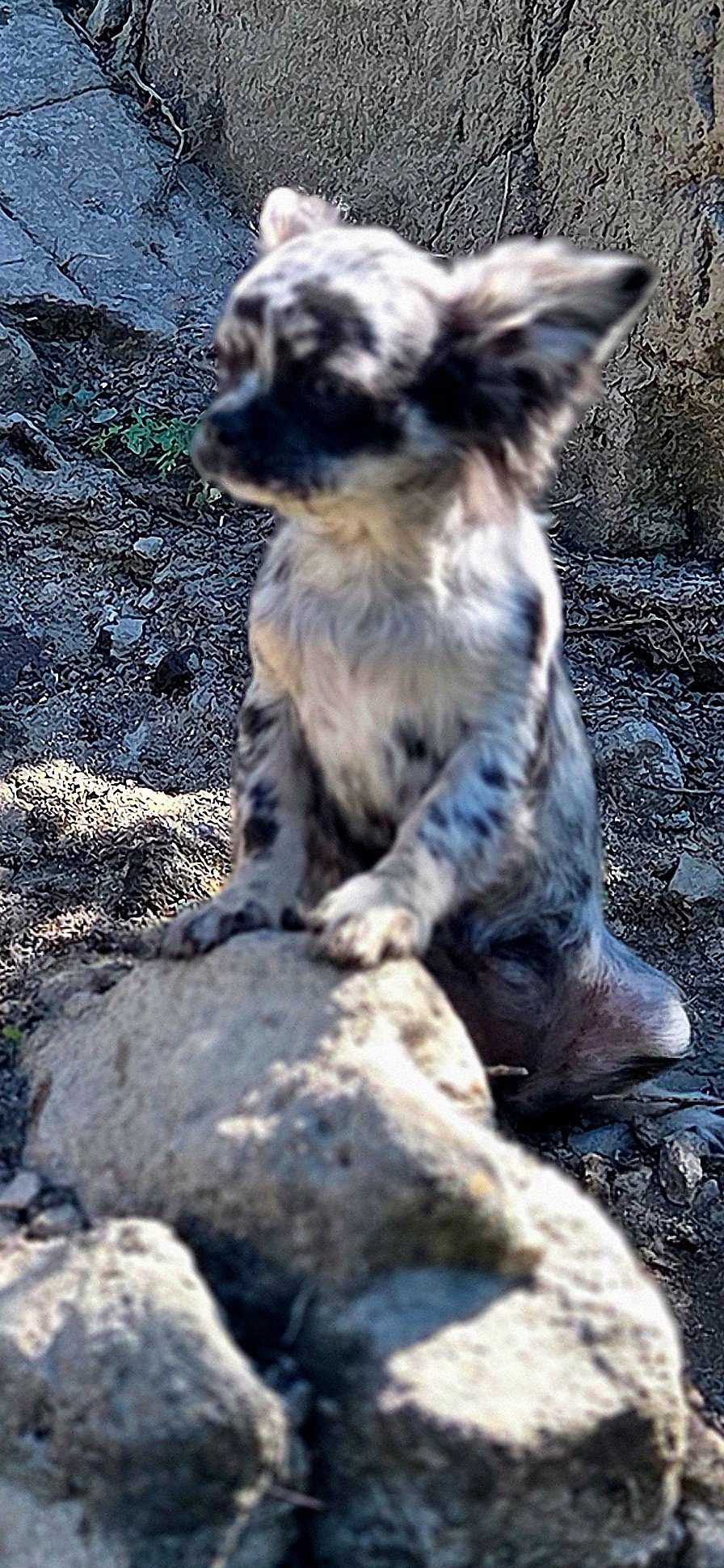 Portée Chakra De La Meute Impériale × Ryo