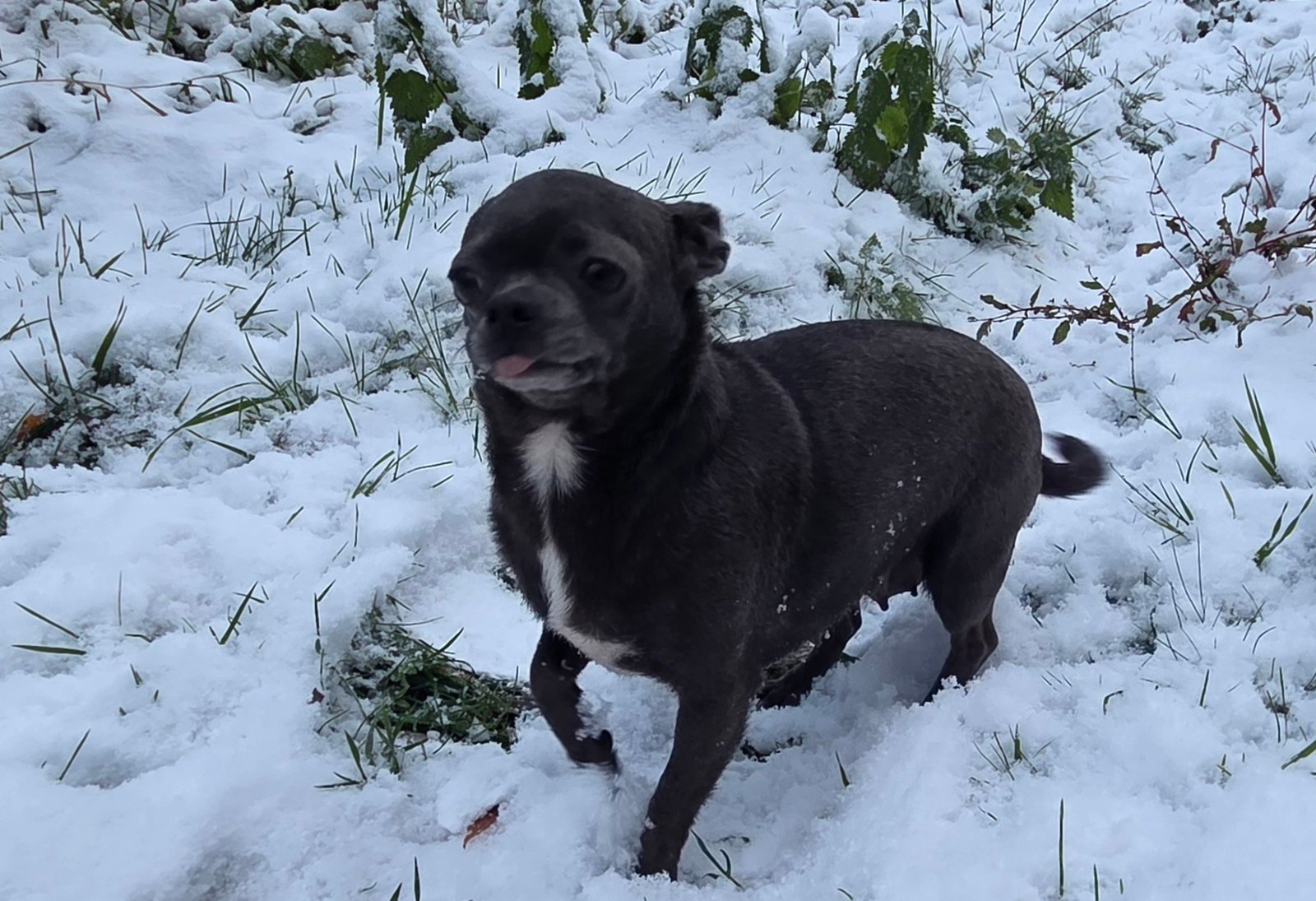 Portée TYA De La Meute Impériale × Ryo