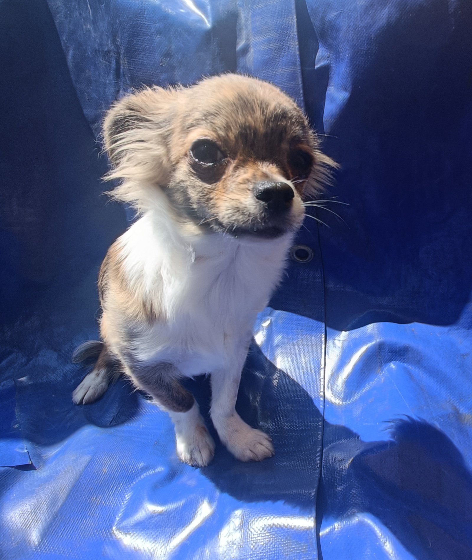 Tacos De La Meute Impériale