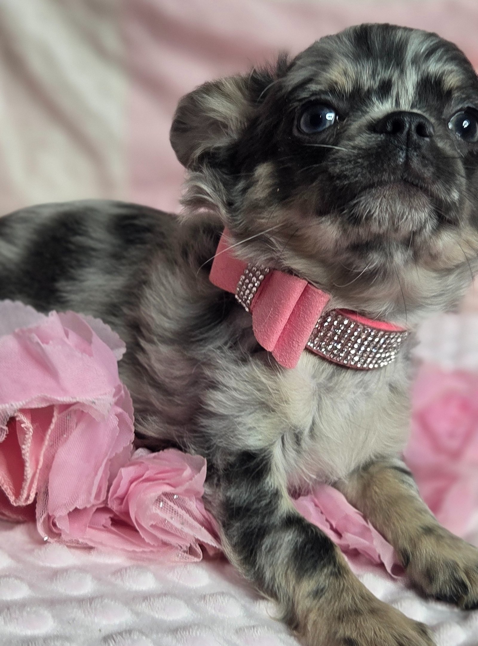 Chakra De La Meute Impériale